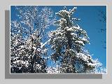 Icy tree tops