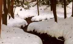 Condgon Springs Feeders in the Winter